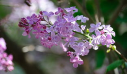 五月丁香视频,探寻花海中的浪漫时光